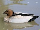 Australian Wood Duck (WWT Slimbridge September 2013) - pic by Nigel Key